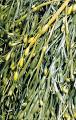 Seaweed - Wikipedia, the free encyclopedia