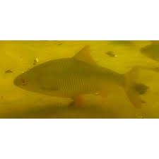 Image result for Rutilus caspicus