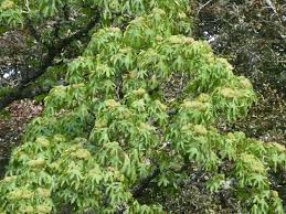 Attēlu rezultāti vaicājumam “Kalopanax septemlobus fruit”