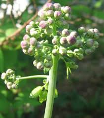 Attēlu rezultāti vaicājumam “Thalictrum aquilegifolium leaf”