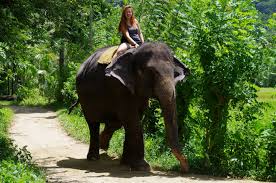 Image result for pinawella