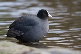 Attēlu rezultāti vaicājumam “Fulica atra adult”