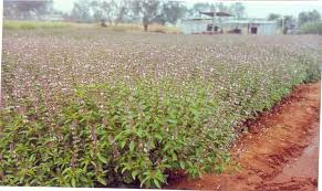 Image result for Ocimum basilicum