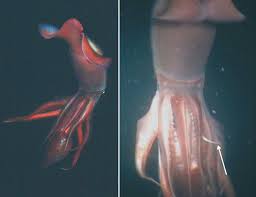 Image result for Dosidicus gigas