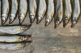 Image result for Osmerus mordax