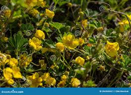 Attēlu rezultāti vaicājumam “Potentilla erecta”