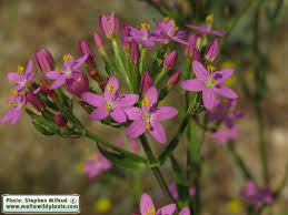 Image result for Centaurium erythraea