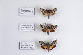 Image result for hawk moth