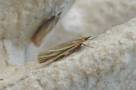 Attēlu rezultāti vaicājumam “Crambus hamella”