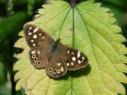 Attēlu rezultāti vaicājumam “Pararge aegeria underside”