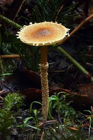 Attēlu rezultāti vaicājumam “Cystoderma amianthinum”