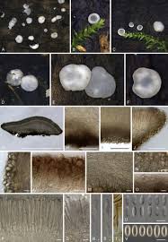 Attēlu rezultāti vaicājumam “Mollisia uda”