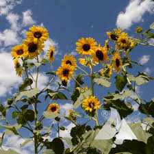 Attēlu rezultāti vaicājumam “Helianthus annuus flower”