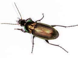 Attēlu rezultāti vaicājumam “Poecilus versicolor”