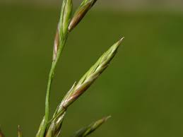 Attēlu rezultāti vaicājumam “Festuca pratensis”