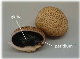Attēlu rezultāti vaicājumam “Scleroderma citrinum”