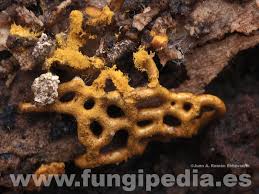 Attēlu rezultāti vaicājumam “Hemitrichia serpula”