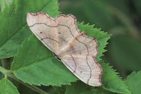 Attēlu rezultāti vaicājumam “Idaea emarginata”
