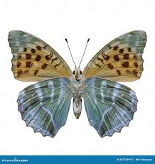 Attēlu rezultāti vaicājumam “Argynnis paphia underside”