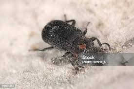 Attēlu rezultāti vaicājumam “Bolitophagus reticulatus larva”