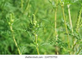 Attēlu rezultāti vaicājumam “Ambrosia artemisiifolia bud”