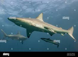 Image result for Carcharhinus limbatus