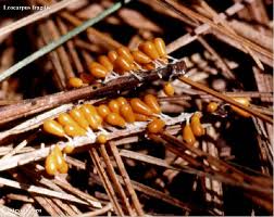 Attēlu rezultāti vaicājumam “Leocarpus fragilis macro”