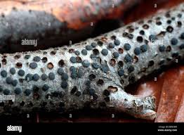 Attēlu rezultāti vaicājumam “Diatrype disciformis”