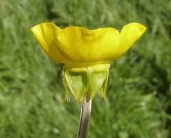 Attēlu rezultāti vaicājumam “Ranunculus bulbosus flower”