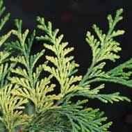 Attēlu rezultāti vaicājumam “Picea abies fo. virgata leaf”