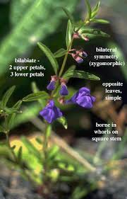 Attēlu rezultāti vaicājumam “Labiatae”