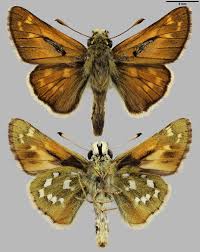 Attēlu rezultāti vaicājumam “Hesperia comma underside”