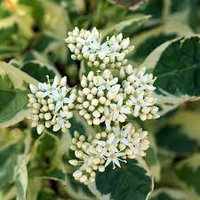 Attēlu rezultāti vaicājumam “Cornus alba”