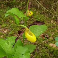 Attēlu rezultāti vaicājumam “Cypripedium calceolus leaf”