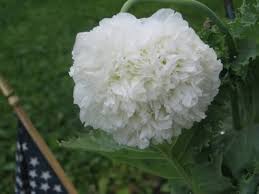 Image result for Papaver somniferum White Cloud