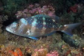 Image result for Dentex dentex