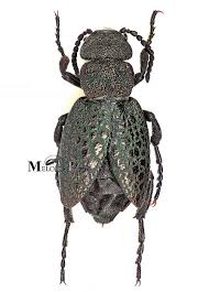 Attēlu rezultāti vaicājumam “Meloe sp. imago”