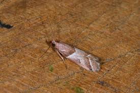 Attēlu rezultāti vaicājumam “Nyctegretis lineana”