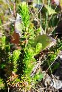 Attēlu rezultāti vaicājumam “Empetraceae”