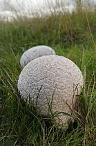 Attēlu rezultāti vaicājumam “Calvatia utriformis”