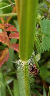 Attēlu rezultāti vaicājumam “Danthonia decumbens bud”