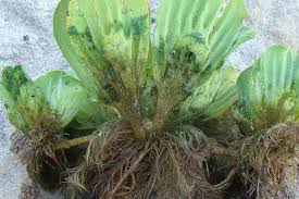 Attēlu rezultāti vaicājumam “Pistia stratiotes”