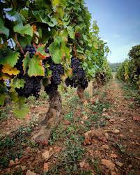 「ジャン・ジェローム・ジョルジュ」の画像検索結果