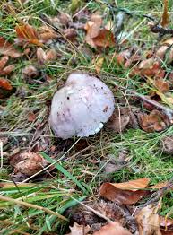Attēlu rezultāti vaicājumam “Lactarius lygniotus”