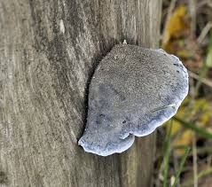 Attēlu rezultāti vaicājumam “Postia caesia”