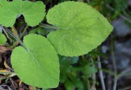 Attēlu rezultāti vaicājumam “Viola collina”