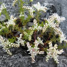 Attēlu rezultāti vaicājumam “Sedum hispanicum flower”