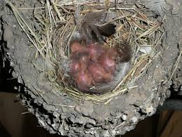 Attēlu rezultāti vaicājumam “Hirundo rustica nest”