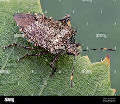 Attēlu rezultāti vaicājumam “Troilus luridus”