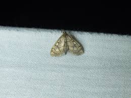 Attēlu rezultāti vaicājumam “Anania stachydalis”